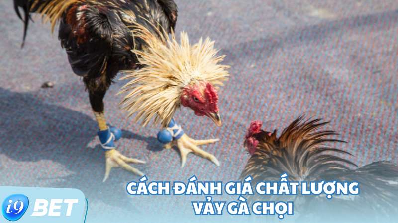 Cách đánh giá chất lượng vảy gà chọi