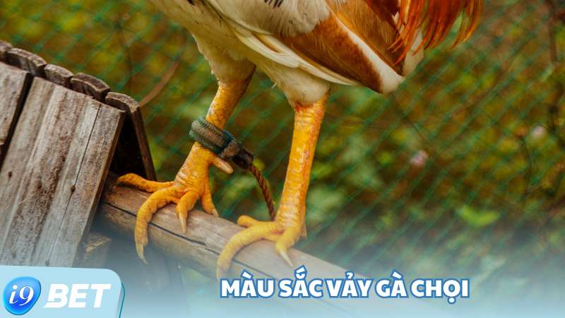 Màu sắc vảy gà chọi